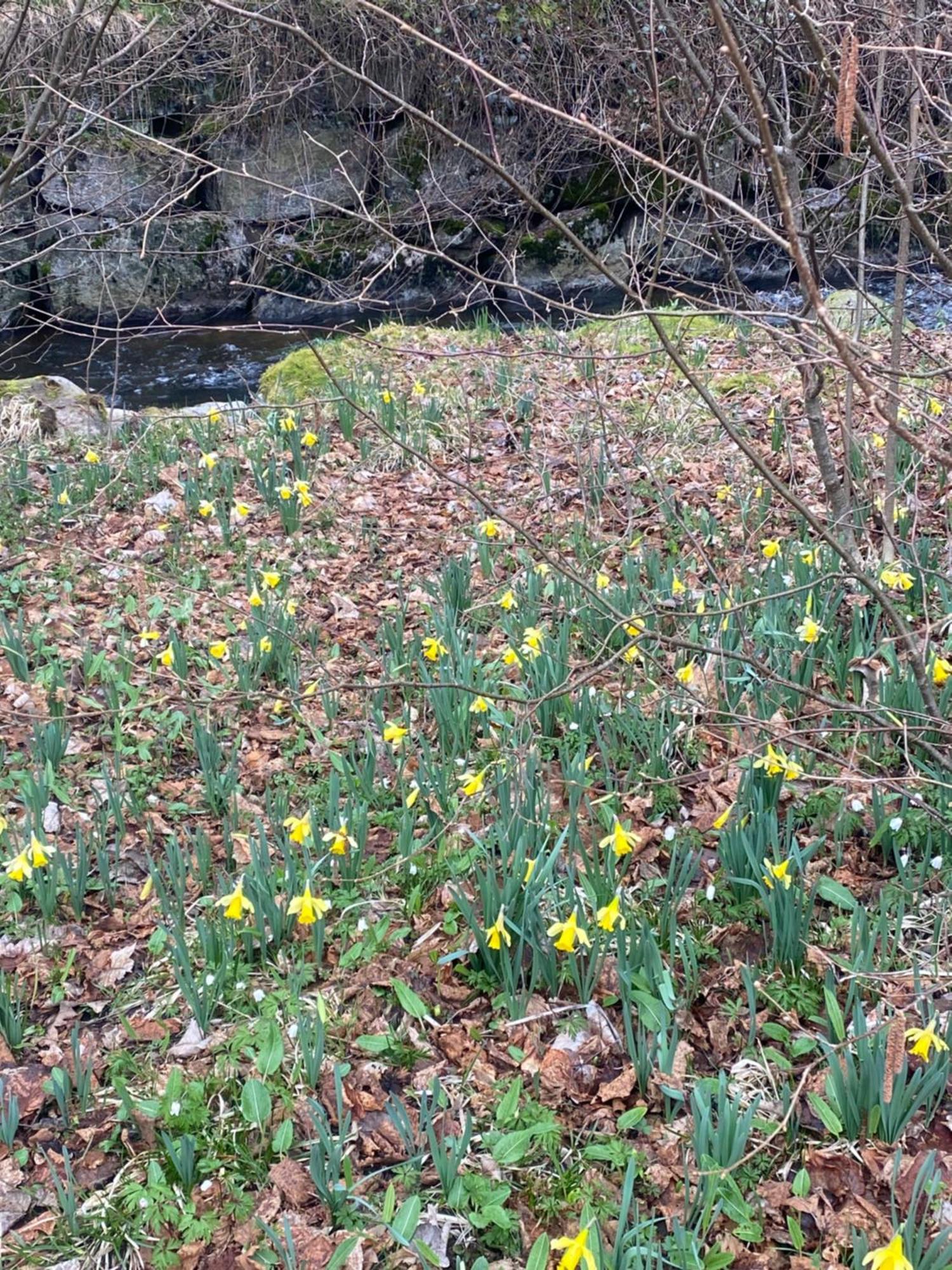 La Cabane Des Ecureuils Xonrupt-Longemer Dış mekan fotoğraf